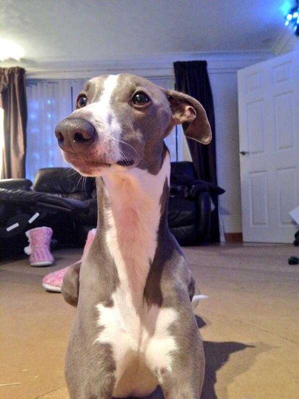 DailyDexter2's tweet photo. Photo ready I'm always ready 🐶 x http://t.co/jJjXjzCBzR