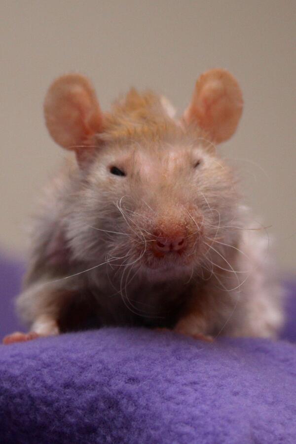PoppysMischief's tweet photo. If I make a wish and close my eyes really tight, will it come true? http://t.co/TQ9lm9OdrZ
