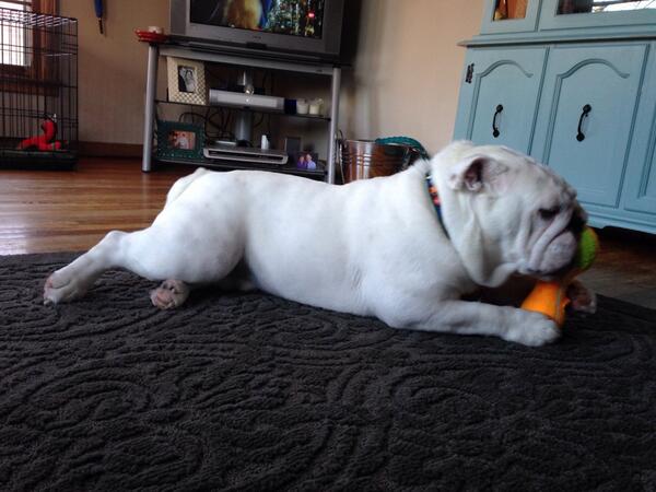 PORTERHOUSE tweet media