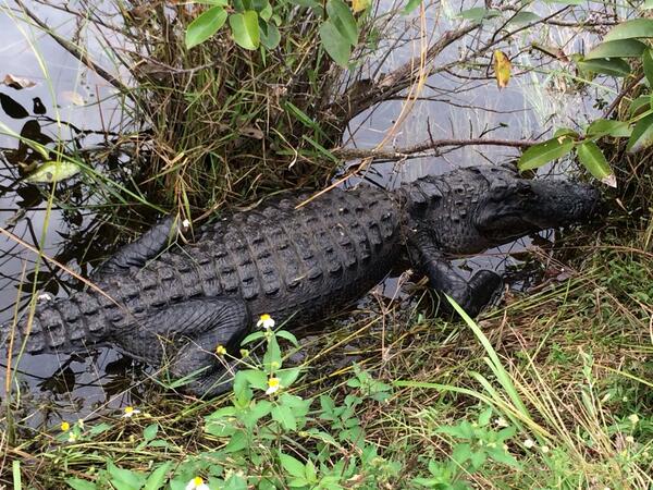 Chuckeaux's tweet photo. Saw this biking on Shark Valley trail with @bbbrittingham. This was a great experience @VISITFLORIDA @EvergladesNPS http://t.co/q8Aky2nQBL