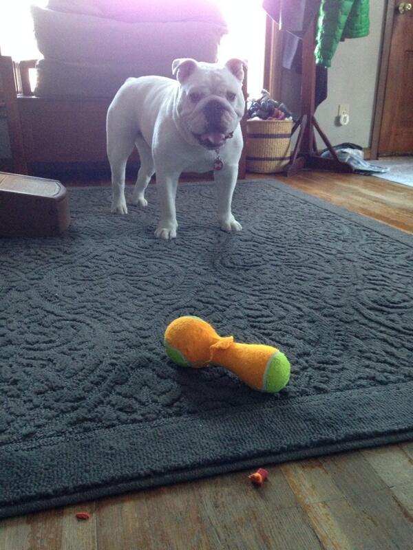 PORTERHOUSE tweet media