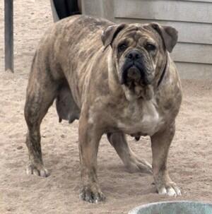 bulldogge tweet media