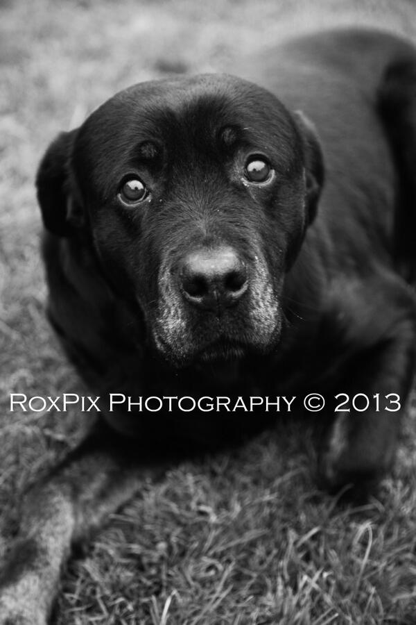 The Beautiful Willow...#dog #photography #dogphotos #miltonkeynes #londonphotographer #miltonkeynesphotographer