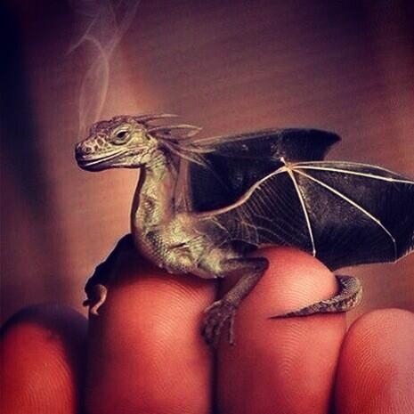 ARTEM_KLYUSHIN's tweet photo. My new pet ) мой новый питомец )) #pet http://t.co/UcNwoFfeLt http://t.co/63x2yUke7Z