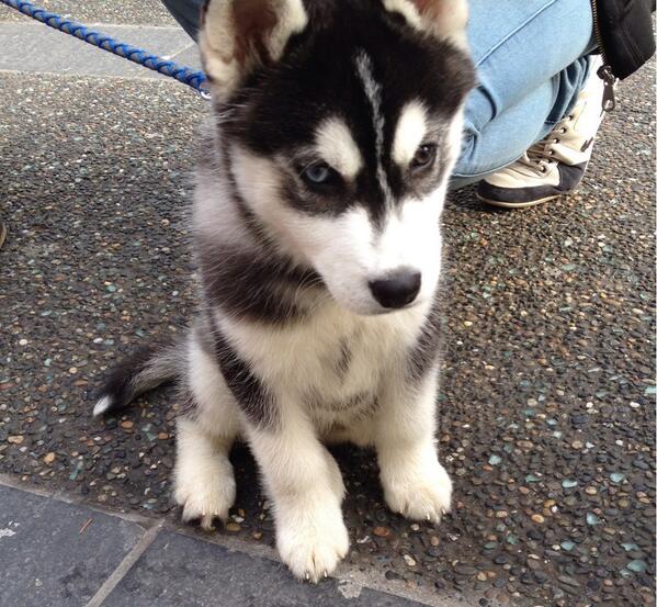 imJenHan's tweet photo. The cutest #husky puppy we saw the other day. cc: @darcyhan http://t.co/TR0zojIlsS