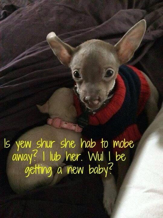 ZeketheCleftie's tweet photo. #Adopt #adoptadog #adoptabledog #adoptadog #adoptapet #adoptdontshop #pets #chihuahua #puppies #animals #furbaby http://t.co/hNTwqZnv6h