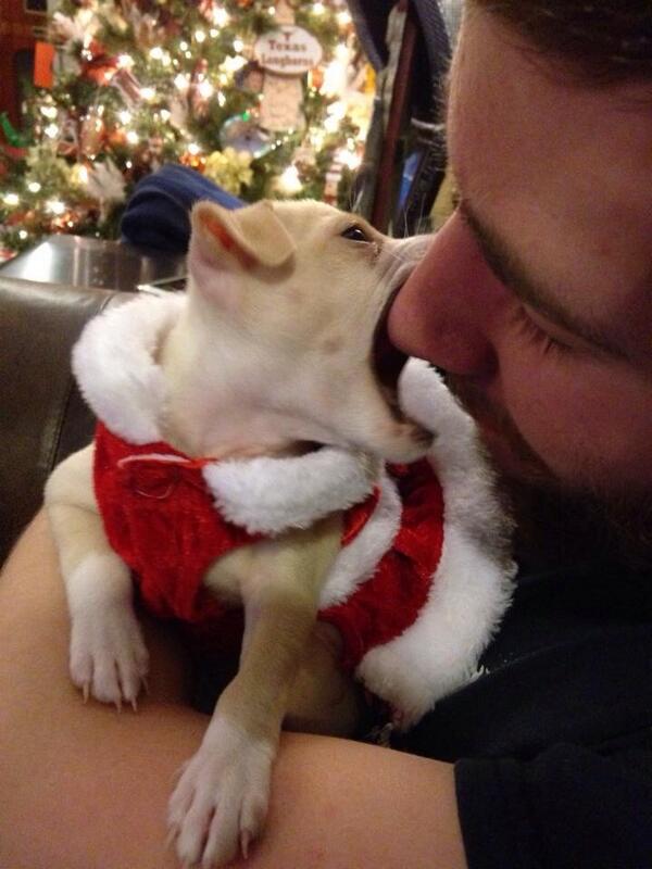 ZeketheCleftie's tweet photo. Baby Cinnamon has been adopted! #Adopt #adoptdontshop #pets #chihuahua #puppy #animals #furbaby #pets http://t.co/P5xy27aHyg