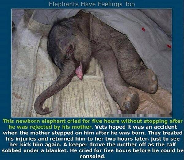 ZeketheCleftie's tweet photo. #animal #animalrescue http://t.co/szgyW9WZpr