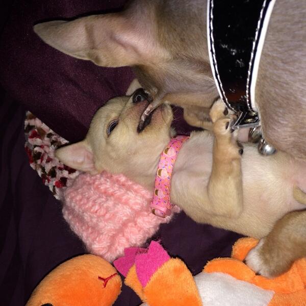 ZeketheCleftie's tweet photo. #Adopt #adoptadog #adoptabledog #adoptadog #adoptapet #adoptdontshop #pets #chihuahua #puppies #animals #furbaby http://t.co/b5EqVcaeig