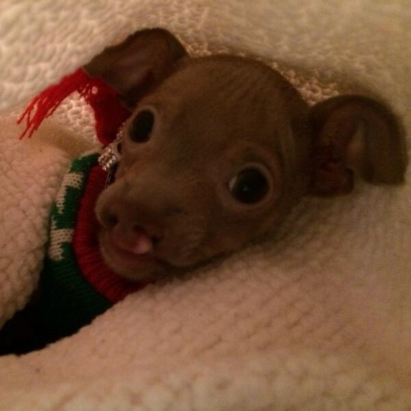 ZeketheCleftie's tweet photo. #Adopt #adoptdontshop #pets #chihuahua #puppies #animals #furbaby  #rescue #cleftie #cleftpalate #cleftlip #holidays http://t.co/HqoY9bnR2Q