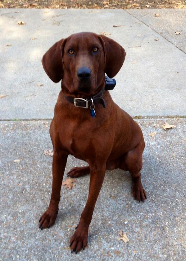 DogSaverRescue's tweet photo. Brick is looking for a new home!  For more info on how to adopt him, visit our website at http://t.co/2vwxRxx0rx http://t.co/7rP0OeBMtN