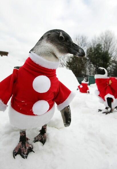 PenguinADay's tweet photo. 3 days later, this peng refuses to change out of his Christmas jammies http://t.co/JaeVC75AhM