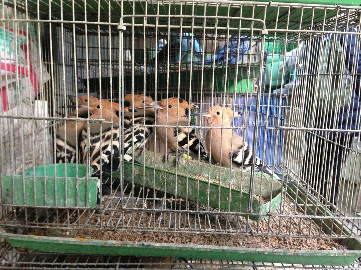 Birding Beijing 北京观鸟 on Twitter "HOOPOES going for 50 Yuan (GBP 5