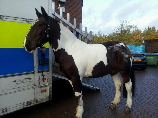 tvp_mk's tweet photo. Norwich/ManUtd.Mounted made 2 arrests.A male with a knife and 2nd for D&amp;D. 2nd punched Trojan twice(uninjured)
PS3481 http://t.co/TlNdCWvO4b