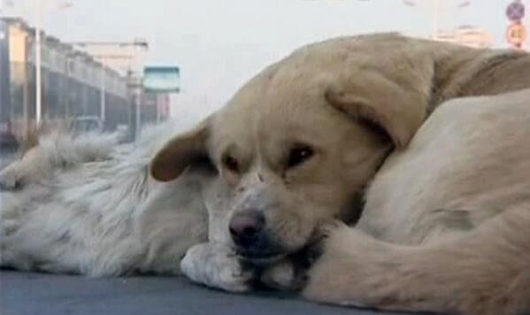 #VÍDEO Un perro soporta 13 grados bajo cero para cuidar el cuerpo inerte de un can atropellado antena3.com/noticias/mundo…