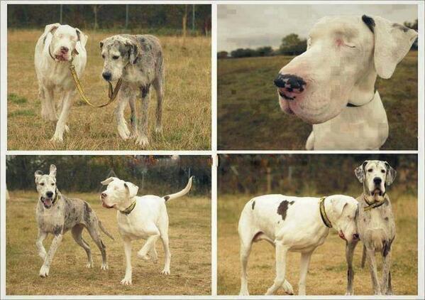 _Paisajes_'s tweet photo. Ella ciega y él hace de su guía y protector. Hay imágenes que valen más que mil palabras... http://t.co/kKQFzcyOxm