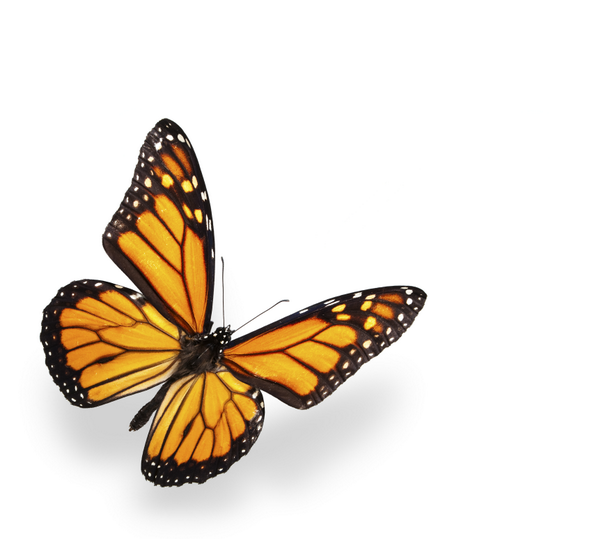 My favorite type of butterfly is _____________!