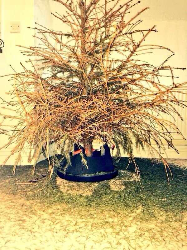 ChloellaW's tweet image. Christmas tree is looking well 🎄#nondrop @katev_hancock