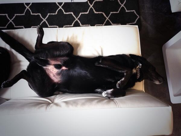 Diego_Dog's tweet photo. Vacation bitches! http://t.co/Y5UbhpFqLB