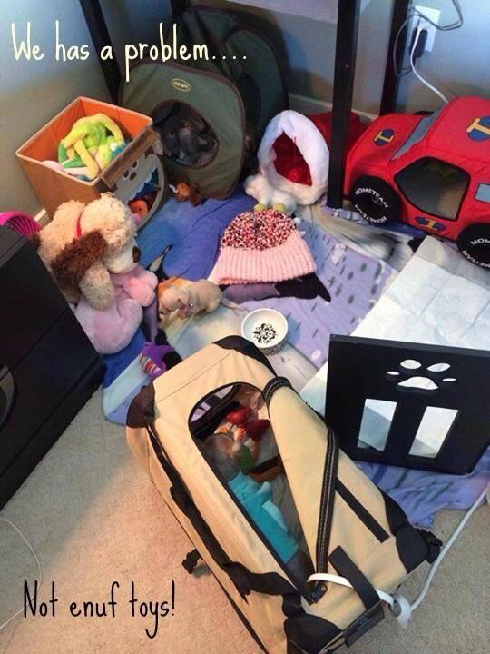 ZeketheCleftie's tweet photo. #puppy #chihuahua #pets #animals #dogs #animalrescue #dogrescue #tubefedbabies #cleftie #adoptdontshop #adoptlove http://t.co/ucVBMkGeda