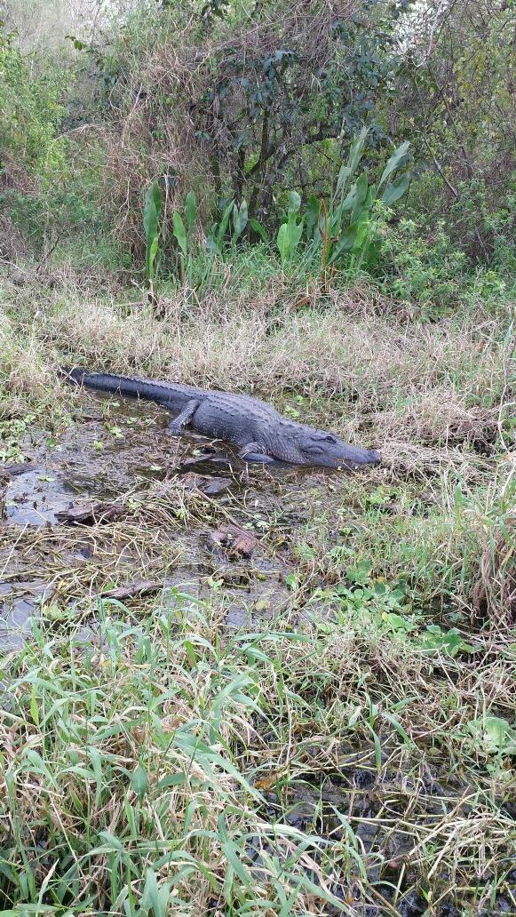 I saw this alligator yesterday!