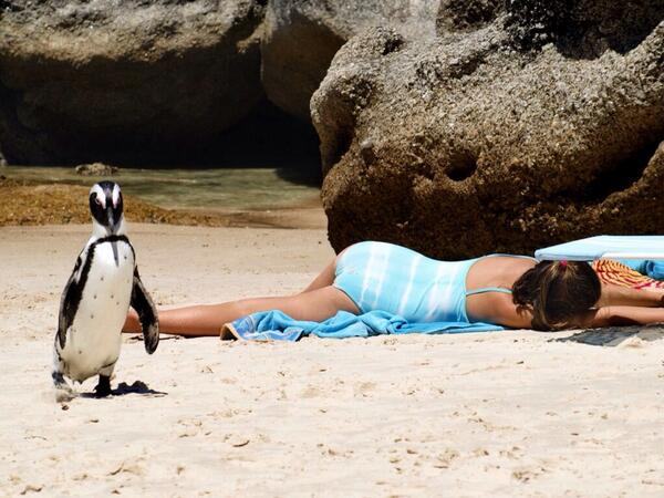 PenguinADay's tweet photo. RT if it's snowing outside and you just want to be like http://t.co/VknCMWjSFl