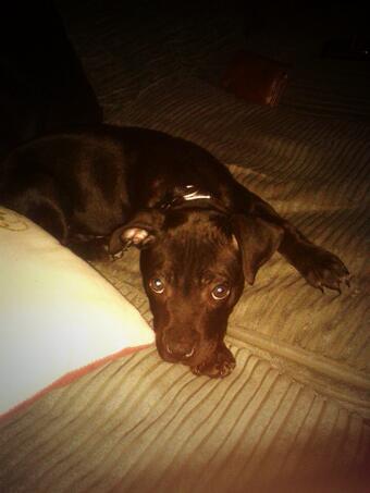 Ahhhh, I'm torn! A beautiful black male Staffordshire Bull Terrier 12 weeks old needing a home.. Do I<a href="/tag/getinmybelly"class="tags"><span>#getinmybelly</span></a>