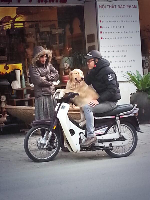 WET_Tracey's tweet photo. 5yrs ago in hanoi this would be rare pic. Today viets are treating dogs more like family than menu items.  #vietnam http://t.co/NQ6cShDbop