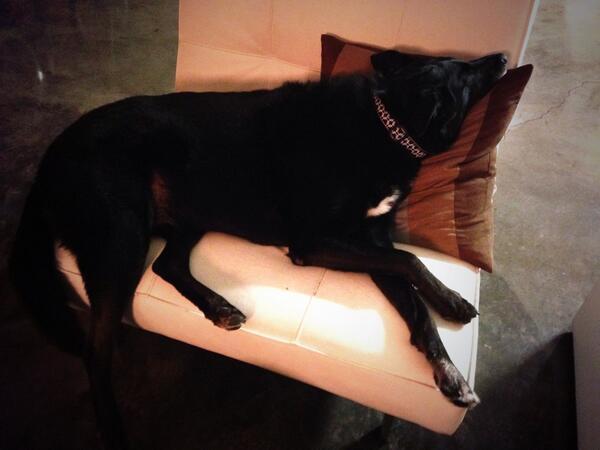 Diego_Dog's tweet photo. Still vacation bitches. http://t.co/UeqdEW2fCr