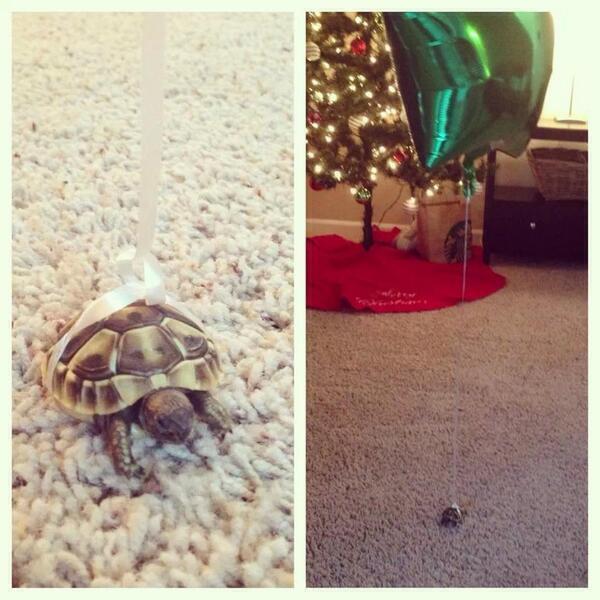 _Paisajes_'s tweet photo. Cómo hacer que tu tortuga vaya sola sin perderla. http://t.co/IeqJWi4FBw