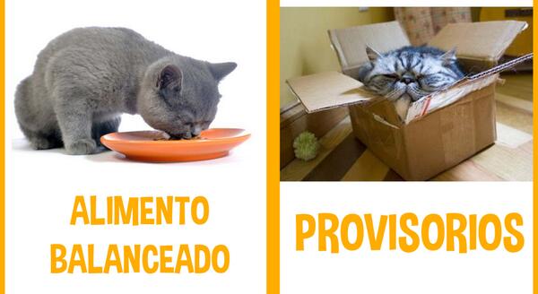 Andamos necesitando provisorios y alimento balanceado para gatos.. ¿Te animás a ayudarnos? goo.gl/DGNJmy