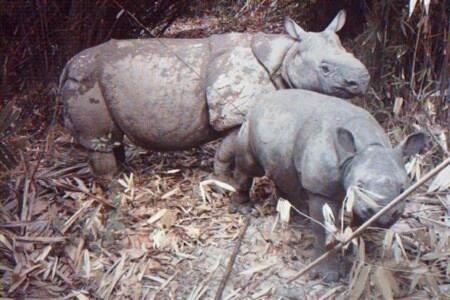 SaRaHAffandi's tweet photo. RT @kompascom: [GALERI FOTO] Suaka untuk Badak Jawa Terlangka di Dunia http://t.co/GvakRHupsk http://t.co/Izp39DStFw