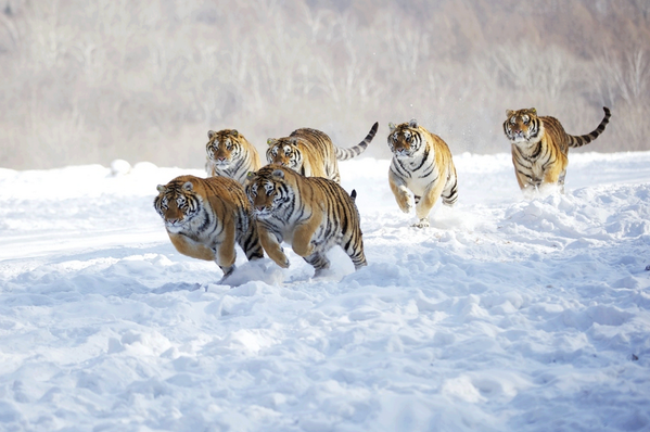 Tigres en le nieve