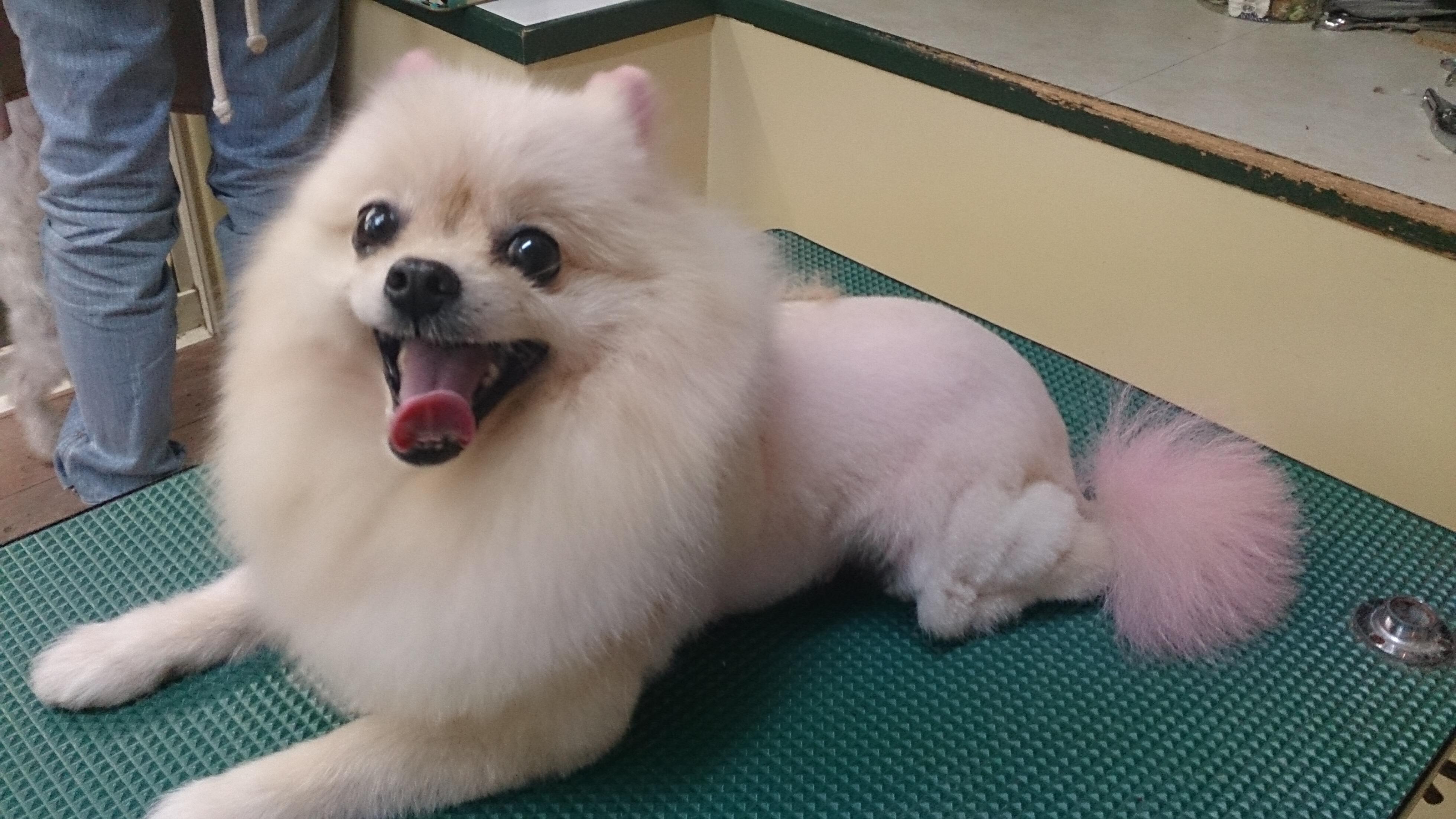Bobtail ポメラニアンのラブちゃん ライオンカットにして耳と尻尾をピンクに染めてます W ご機嫌です Http T Co Rnigvsivxi Twitter