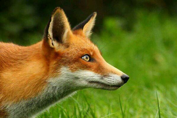 bazjayuu's tweet image. @wildlife_uk The highlight of 2013 for me was this fox photo. Happy New Year to everyone :-) #keepsnapping