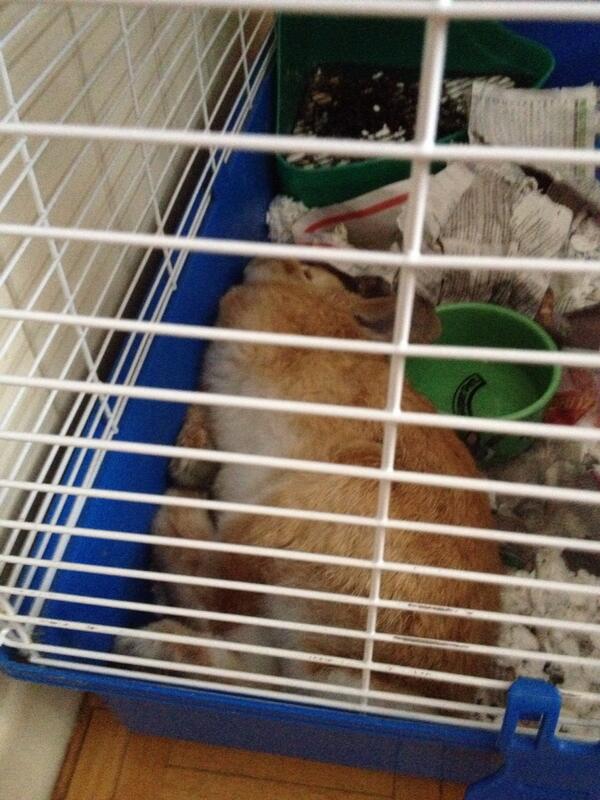 emolovesmusic's tweet photo. Sleepy baby...busy few days...#bunny #hollandlop #abunslife http://t.co/BTisxFkV6O