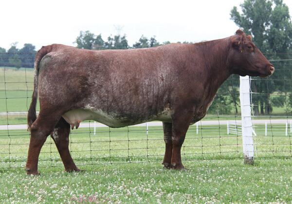 Rustic_HillsCC's tweet image. CF Dazzle Fool
She stems from one of the most successful cow families in the breed.    rustichillscattle.com