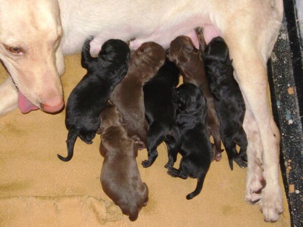 acuna_91's tweet photo. vendo cachorros de labrador informe aqui http://t.co/U88V2sQRDZ