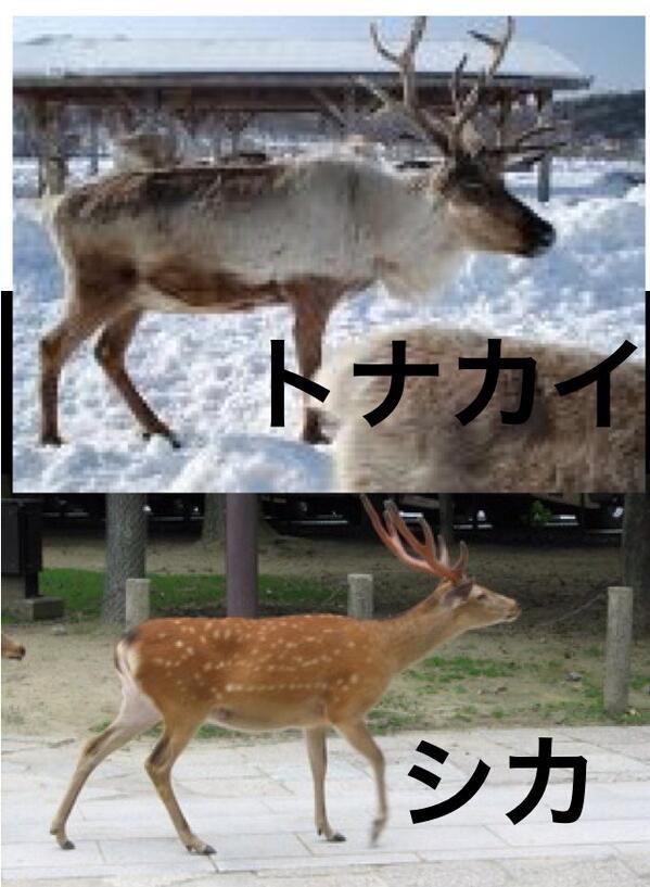 希少‼ 鹿の角 トナカイ カリブー 頭皮付き 置物 希少‼ 鹿の角 トナカイ カリブー 頭皮付き 置物