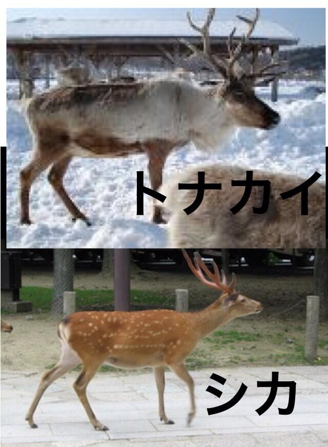 おーたに なみか Twitterren ｑ トナカイと鹿の違いがわかりません A これでどうでしょう Http T Co Vdutxy3tr0