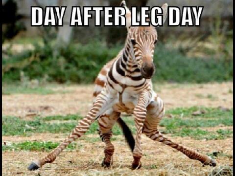 TheGymOfficial's tweet photo. Leg day.. http://t.co/gztAtsJnPw