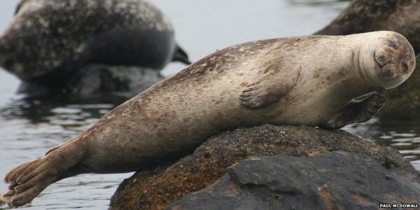 BBCWorld's tweet photo. A smiling seal - and 23 more of the best pictures you've sent us in 2013 http://t.co/1XYD4BEeiV &amp; http://t.co/XT9WeE3ou8