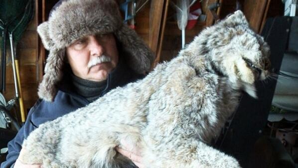 CTVKitchener's tweet image. Northern Ontario man kills 60-pound lynx with bare hands to save his dogs: bit.ly/1hQ7XzO