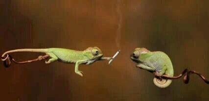 whyit91's tweet image. Pass the dutchie wit ya left hand. #weezywee