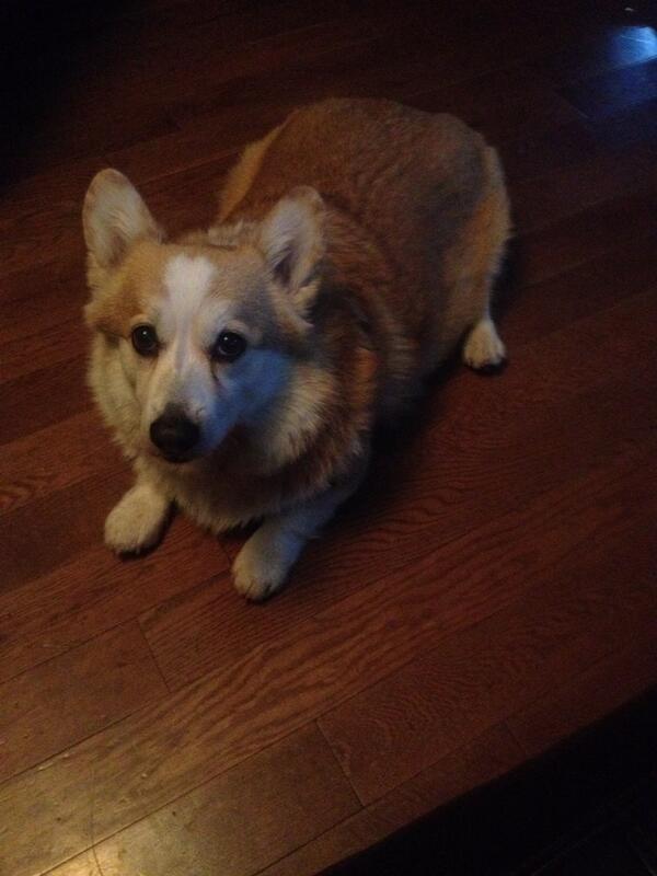 elliemama's tweet image. They call me Mr. Tig. #tagman.