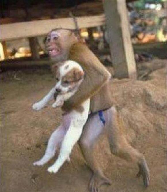 HergunYeniBilg's tweet photo. Taylandda sel felaketi sırasında maymun köpeği kurtarıyor. http://t.co/Wc0LGxhMv7