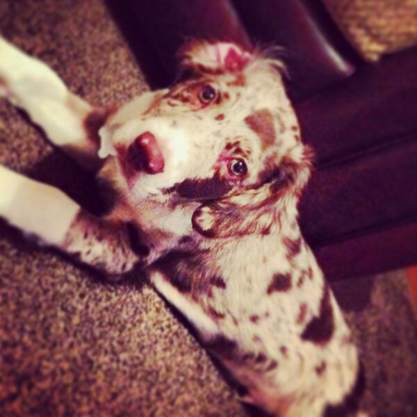 jessicap186's tweet photo. Live my pup #robbie http://t.co/Z5Qz27B8lc