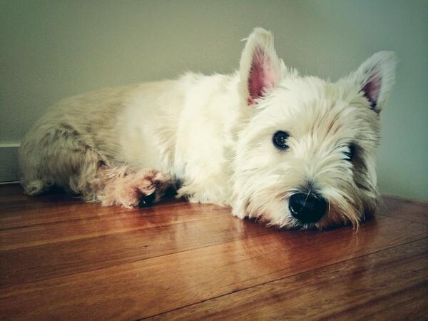 phatched's tweet image. My first tweet has to be of the cutest dog in the world! Mine.