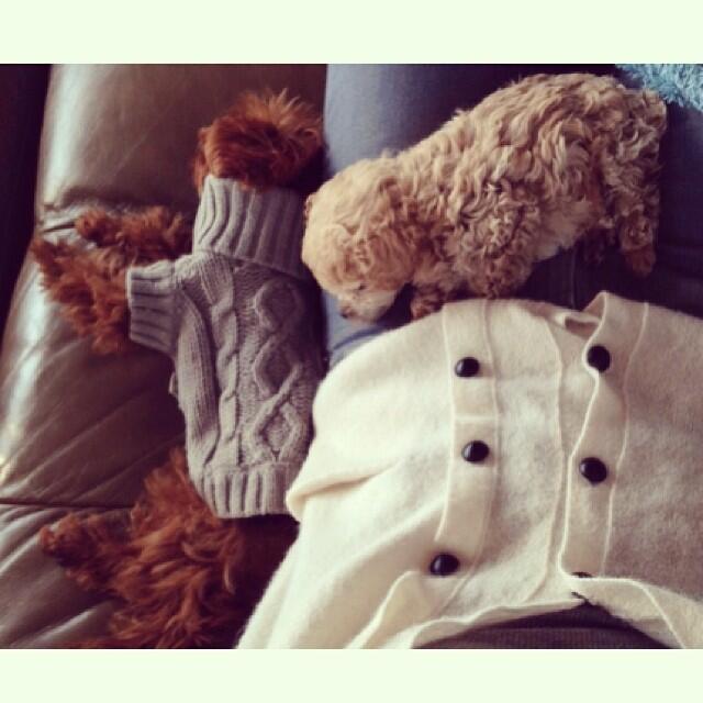 BcxSriPIEAEJZpX.jpg:large