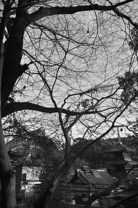 SIGMA DP1 Merrill 
f/2.8 1/400sec ISO-100
朝散歩。 